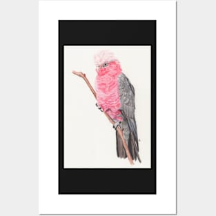 original pencil Drawing of galah Posters and Art